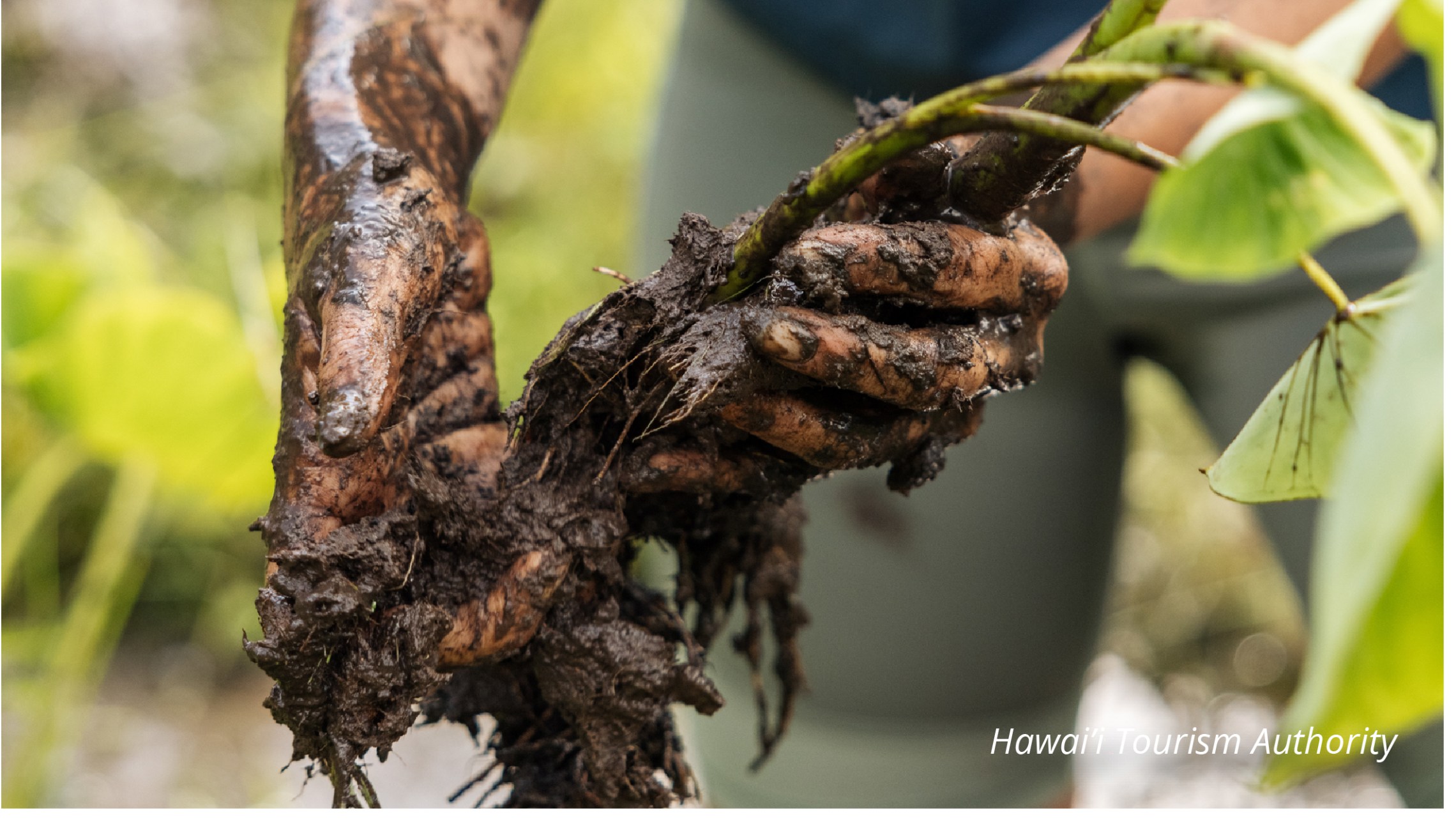 a close up of a tree branch
