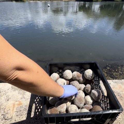 Gloved hand placing round objects into a crate by a lake.